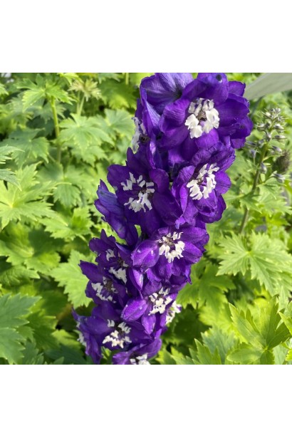 Квіти дельфініуму на фоні зеленого листя